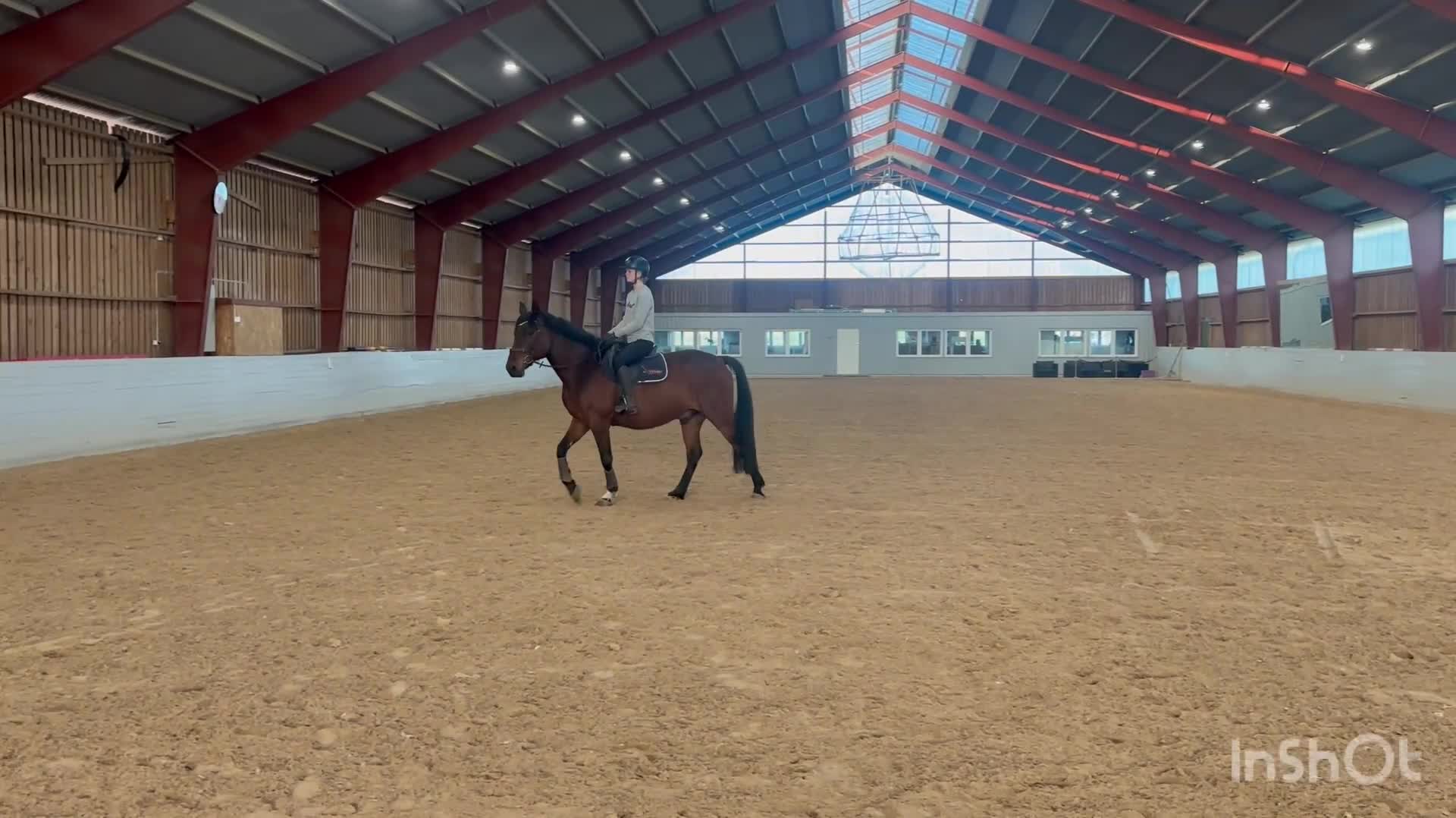 Allround hästar till salu: Charmig Valack med utvecklingpotential🦄⭐️ - Video 2