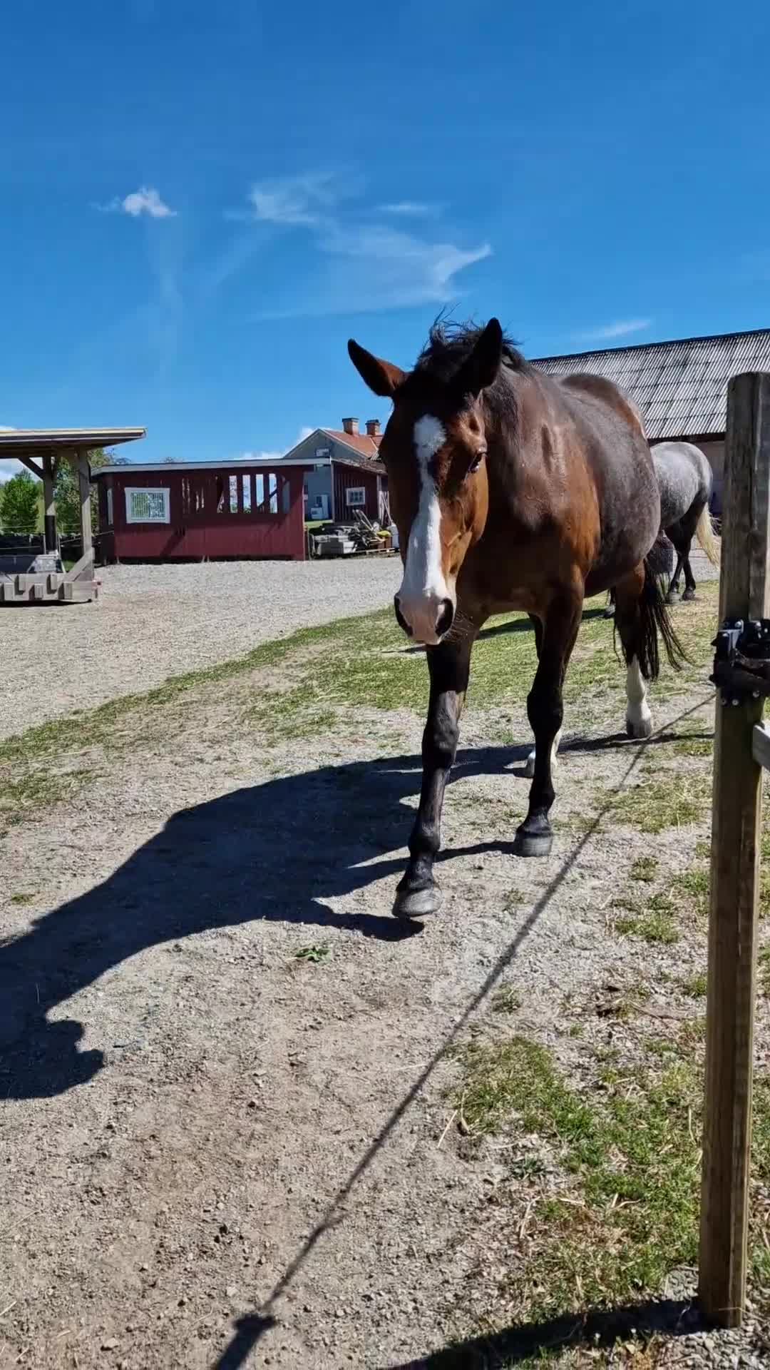  foderhäst finnes: Fin sällskapshäst söker nytt hem ❤️ - Video 4