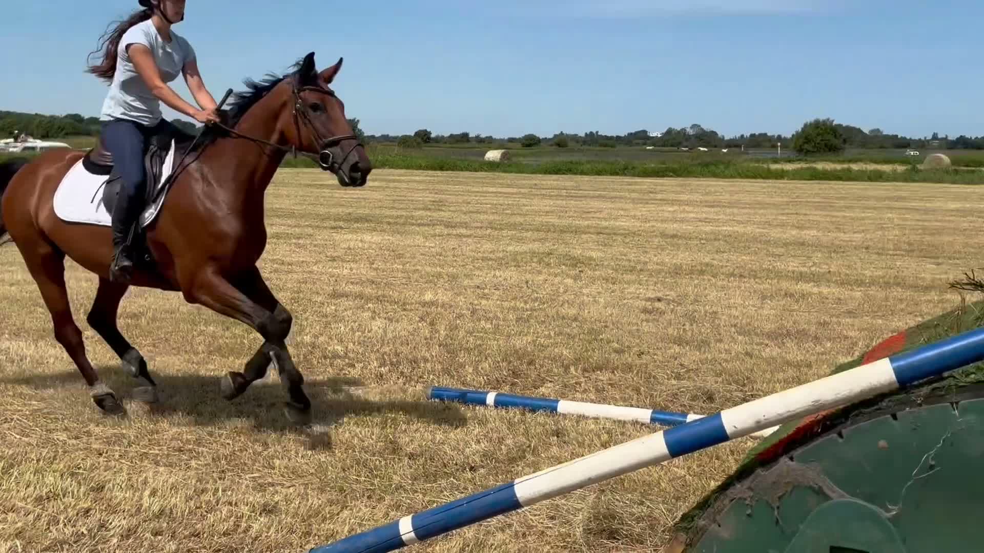 Allround hästar till salu: Trevligt sto för fortsatt utbildning  - Video 2