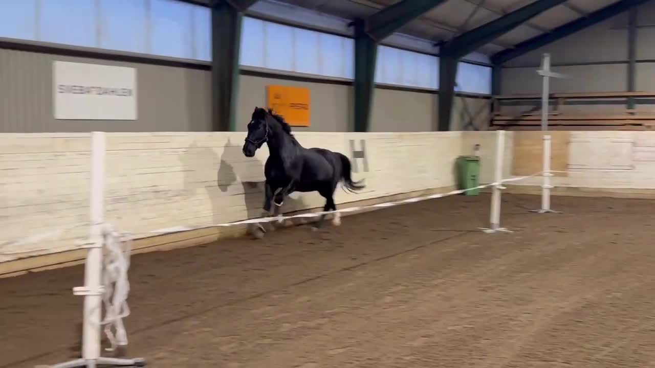 Allround hästar till salu: Vallack med personlighet - Video 3