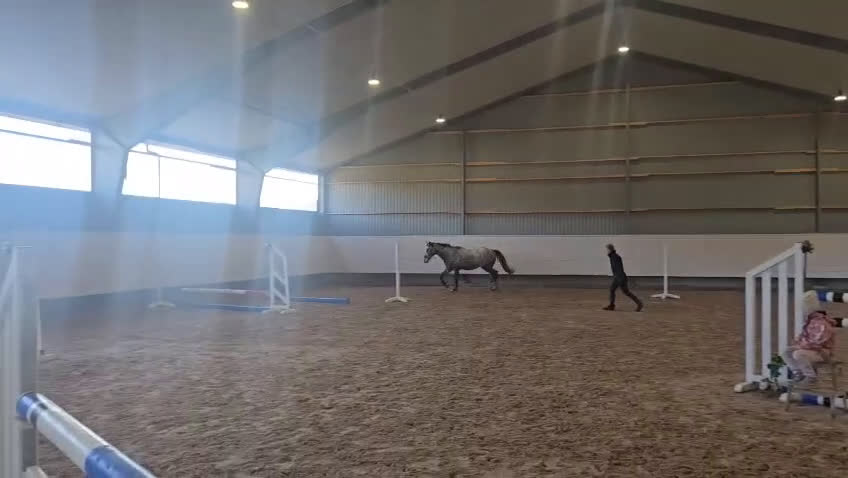 Hoppning hästar till salu: Lovande 3-åring - Video 1
