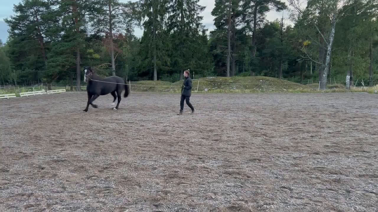 Allround hästar till salu: Allround häst, riktig toppenkille i Tungelsta - Video 1