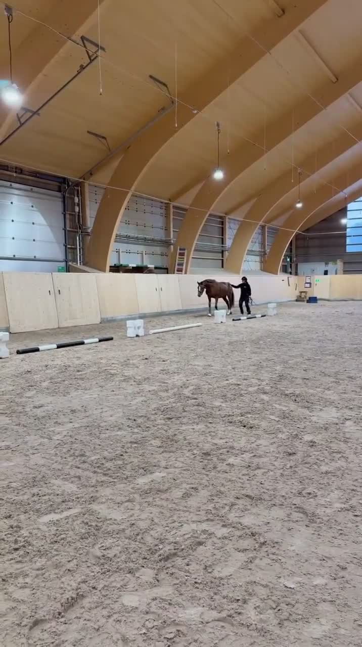Dressyr hästar till salu: Sto född - 23 e:Benefit  i Säter - Video 4