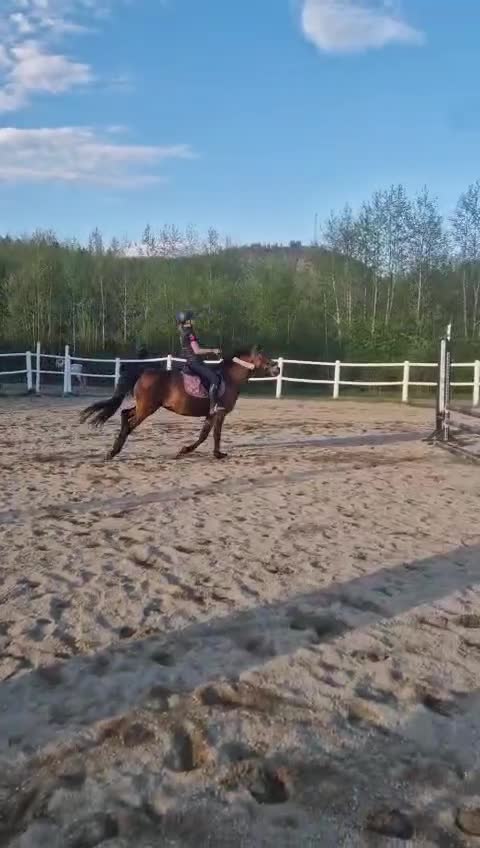 Allround hästar till salu: Hopp- & projektponny med stor potential! - Video 1