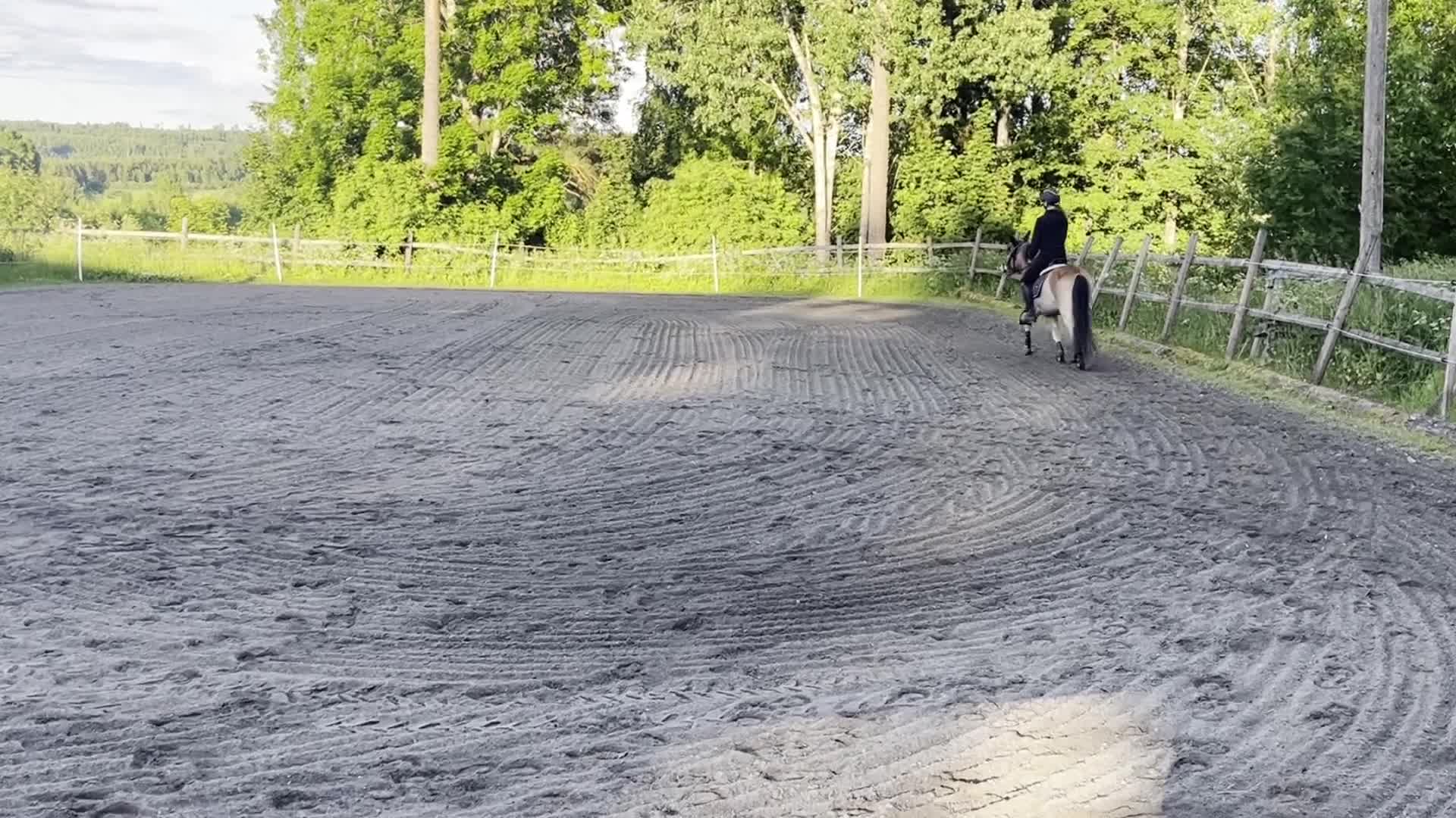 Allround hästar till salu: Trevlig och lovande ungponny söker nytt hem - Video 4