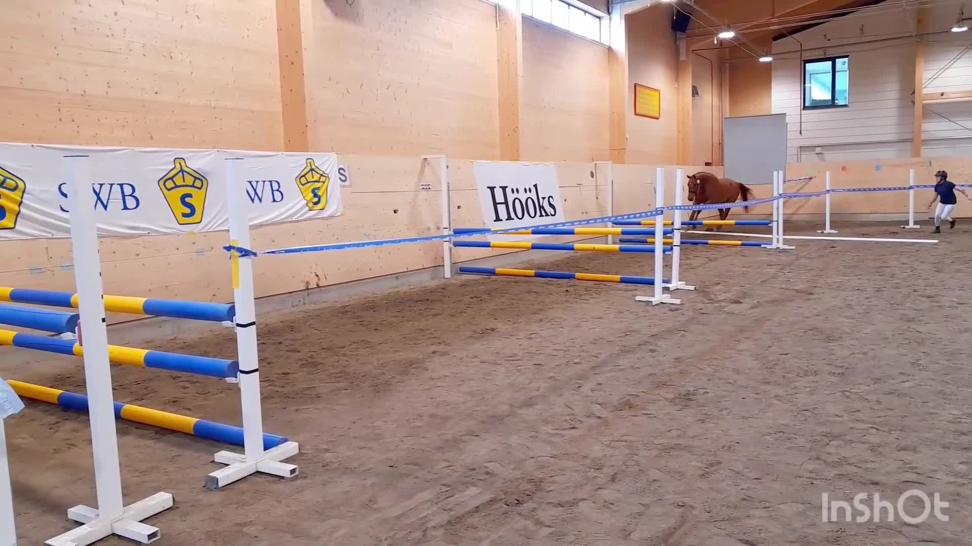 Hoppning hästar till salu: Dröm killen! - Video 2
