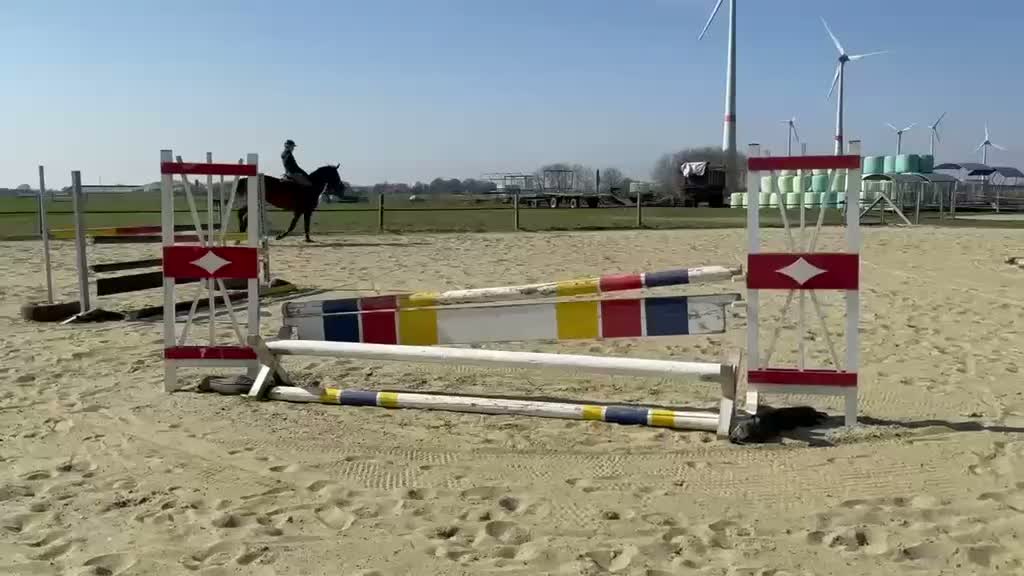 Hoppning hästar till salu: Trevligt sto med fin stam - Video 2