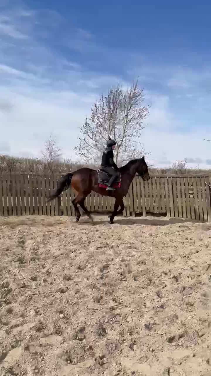 Allround hästar till salu: Fullblod med förutsättning till vad man vill. - Video 2