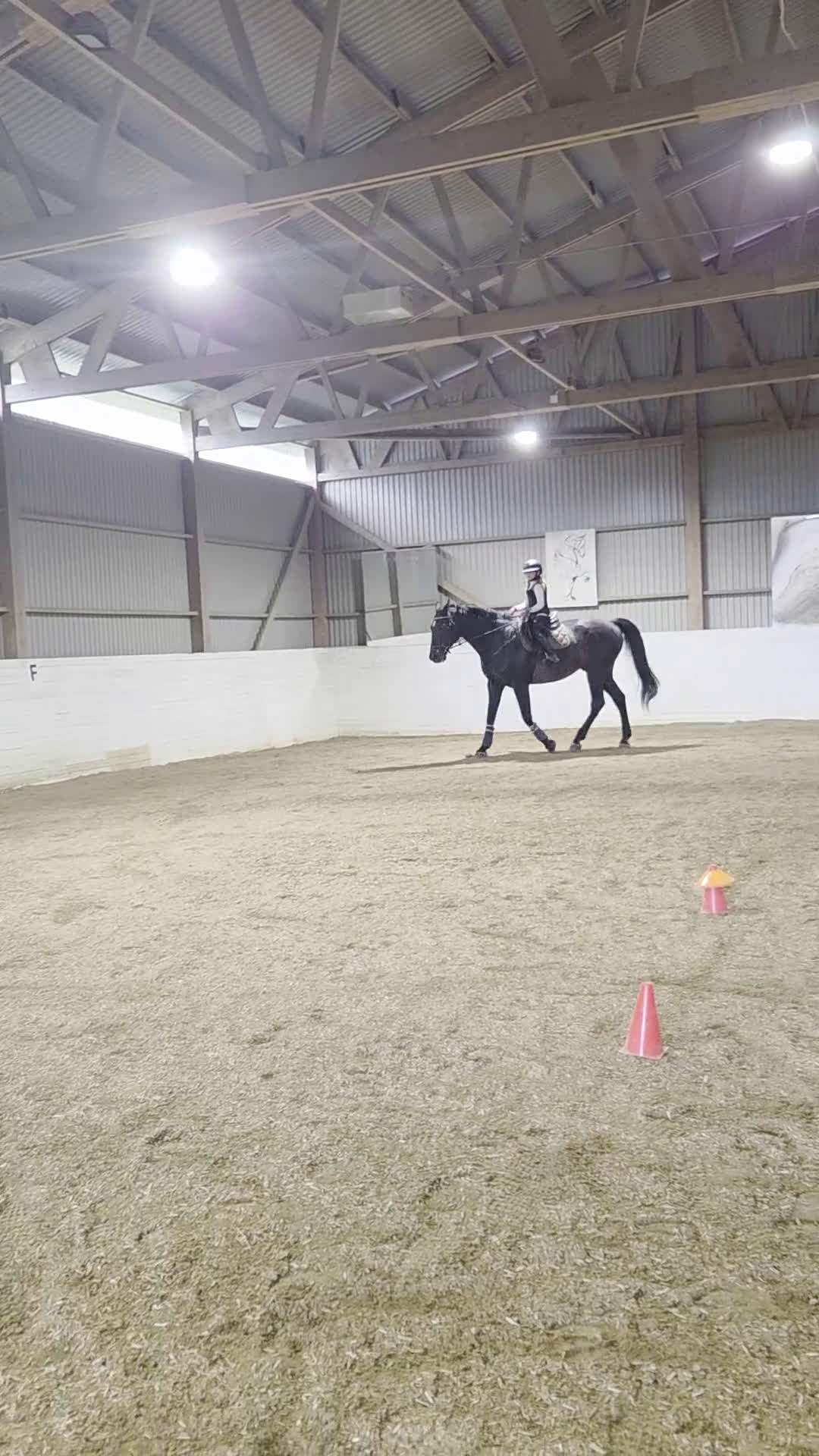  medryttarhäst finnes: Söker en till medryttare till stort halvblod i Grödinge - Video 3