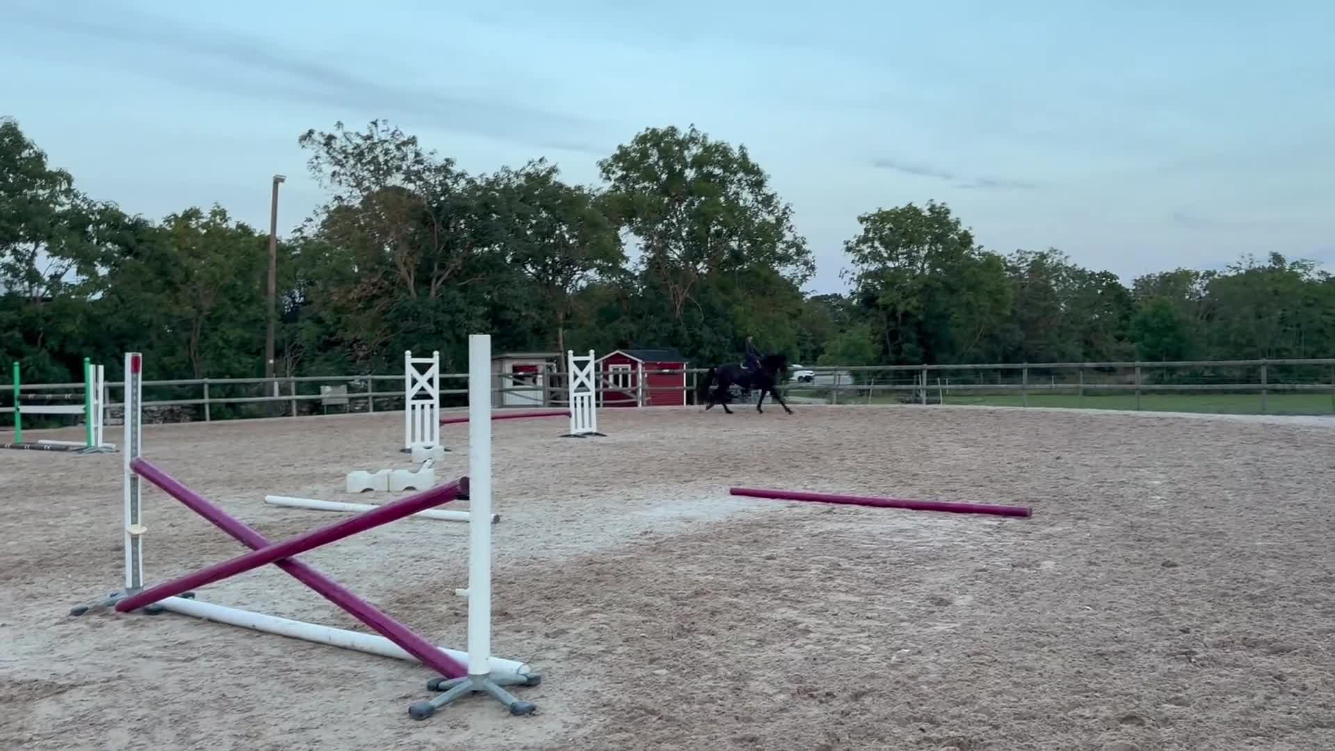 Allround hästar till salu: Lyxig allround häst i Mörbylånga - Video 1
