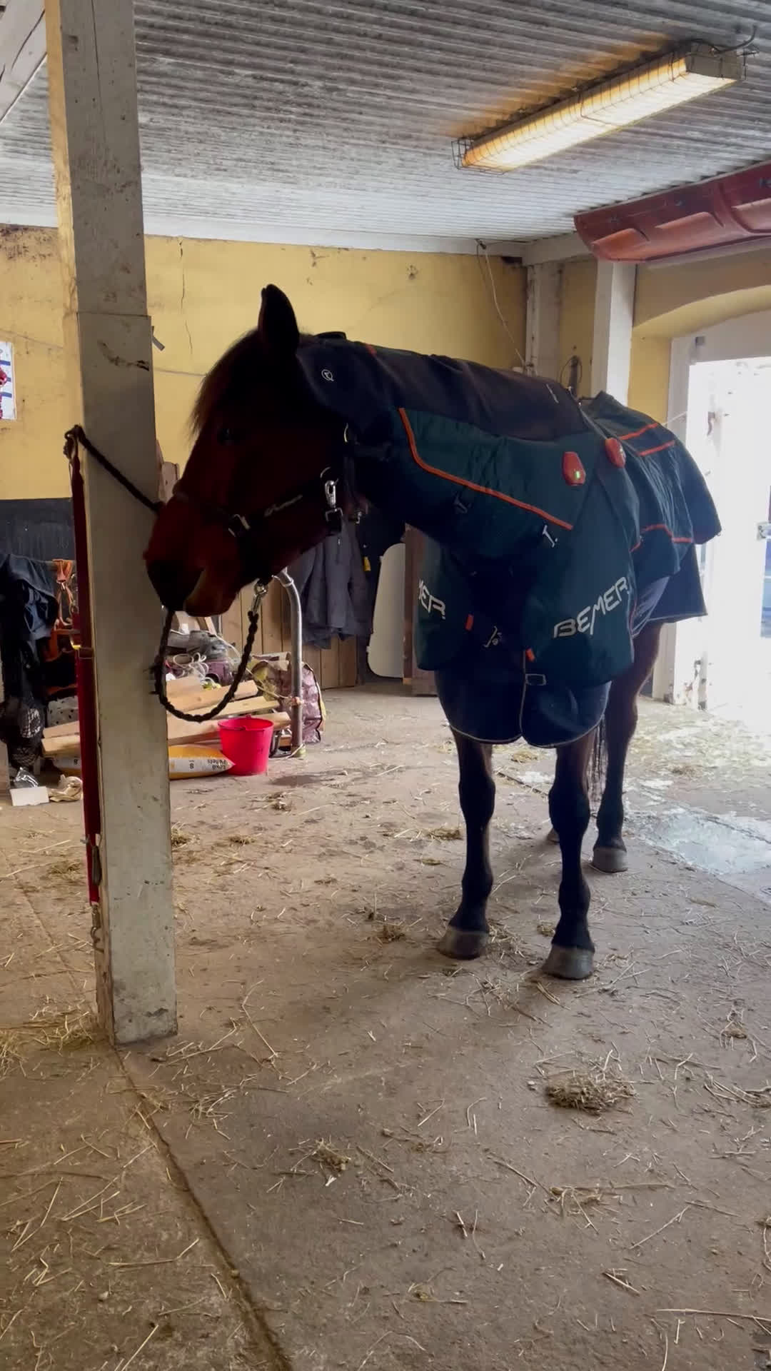  hästservice finnes: Bemer Horse set - Video 2