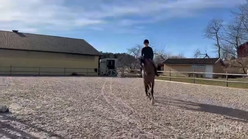 Hoppning hästar till salu: 10 år, E. Conthinder  i Ekerö - Video 3