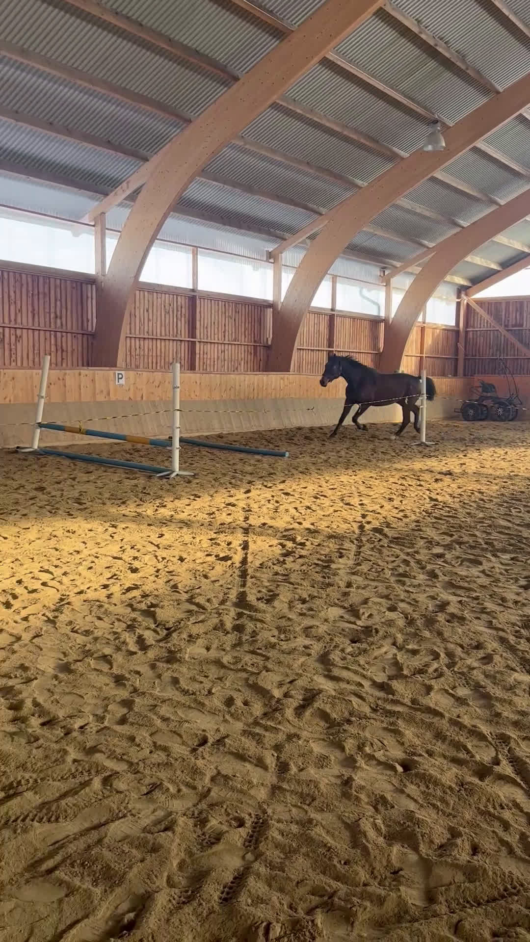 Allround hästar till salu: 6-årig SWB- valack  i Västerfärnebo - Video 2