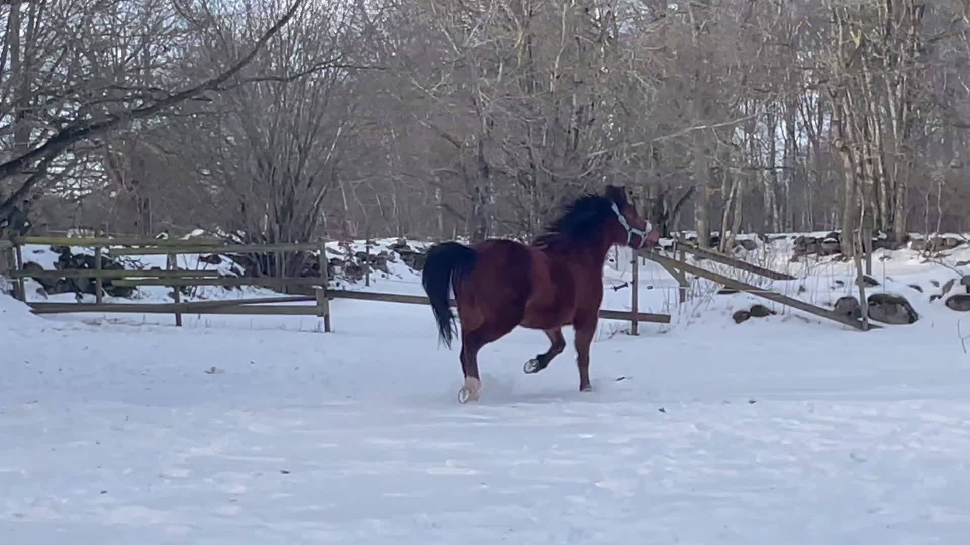 Allround hästar till salu: Lovande Framtidsponny  - Video 1
