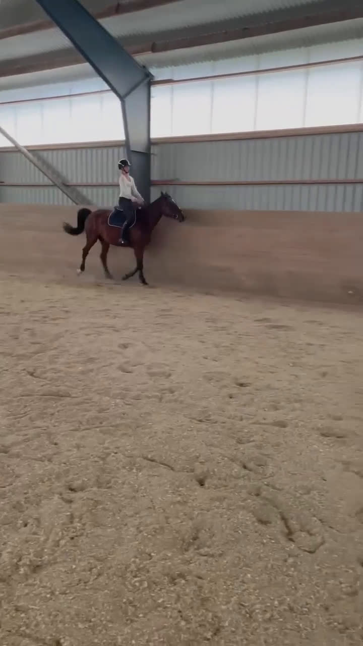 Hoppning hästar till salu: 3åring  i Eringsboda - Video 1