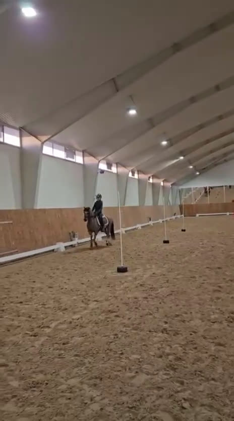 Allround hästar till salu: Moelview King Arthur  - Video 1