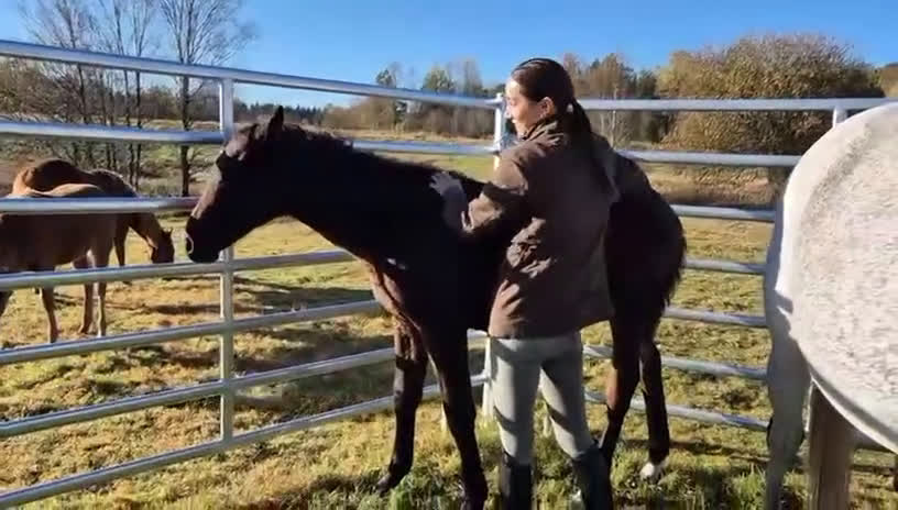 Hoppning hästar till salu: Fantastic Colt for Sale – by Hardrock Z x Indoctro i Ullared - Video 5