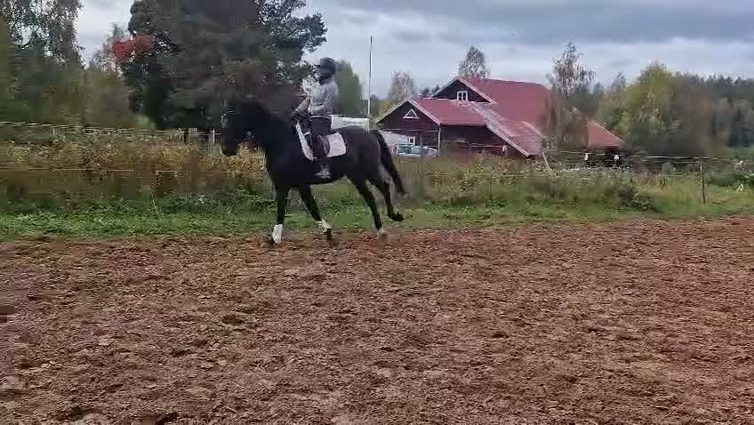 Dressyr hästar till salu: Framtidsämne - Video 1
