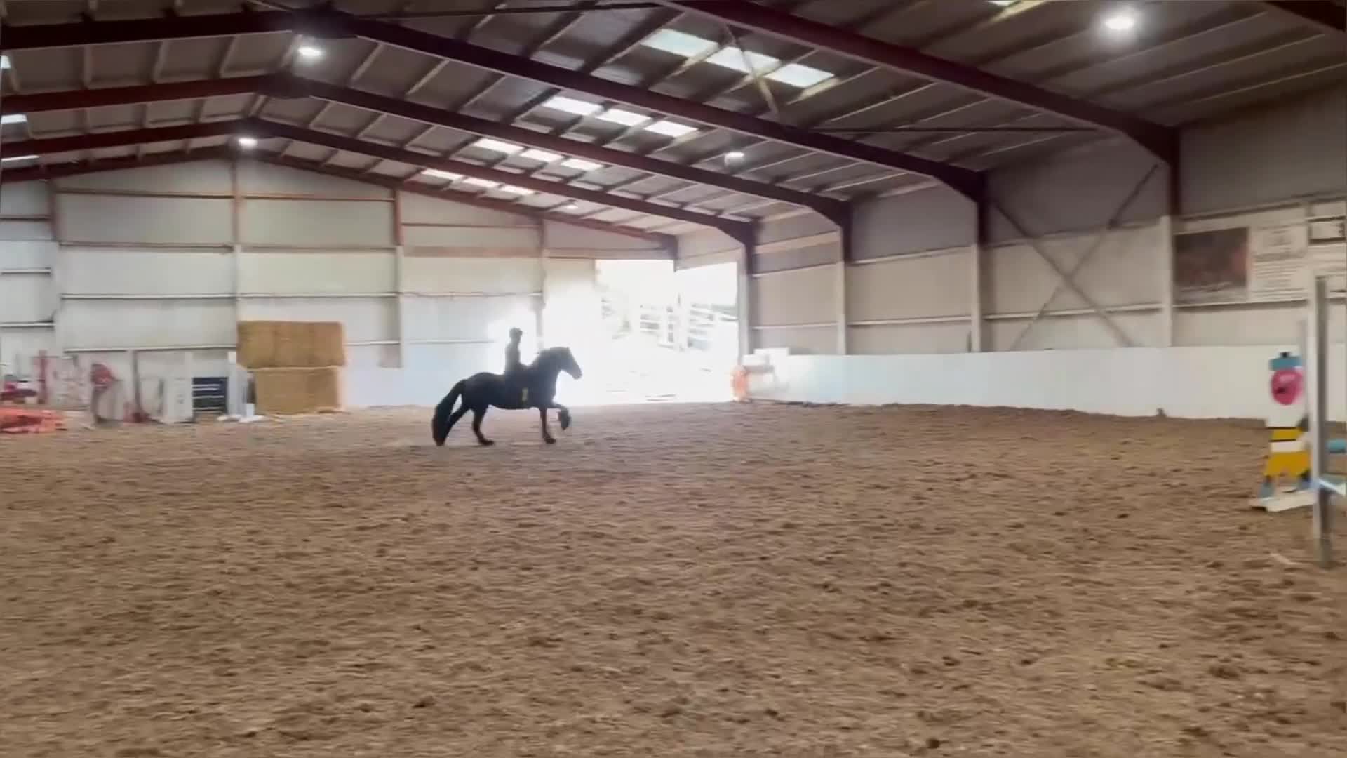 Allround hästar till salu: Otroligt vacker och trygg Fellponny! 🩵 - Video 2