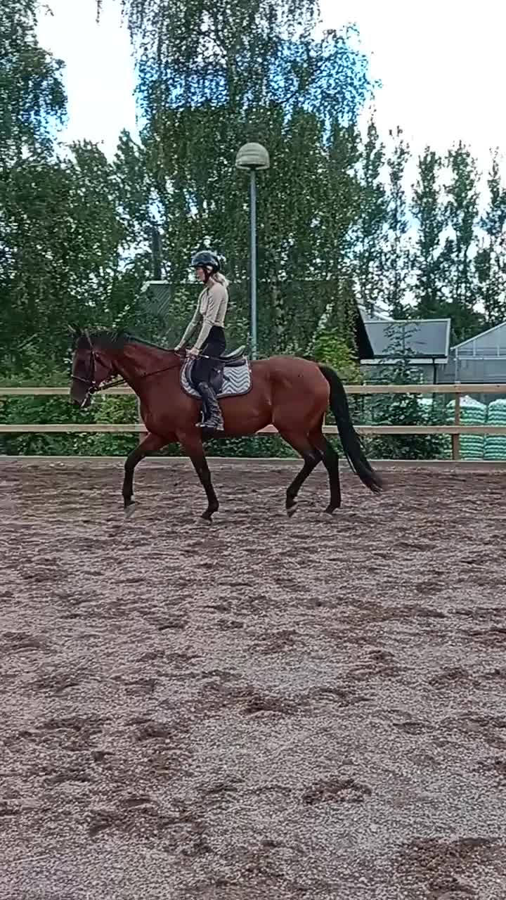Allround hästar till salu: AMAZING VERSATILE PAIR 💝 - Video 1
