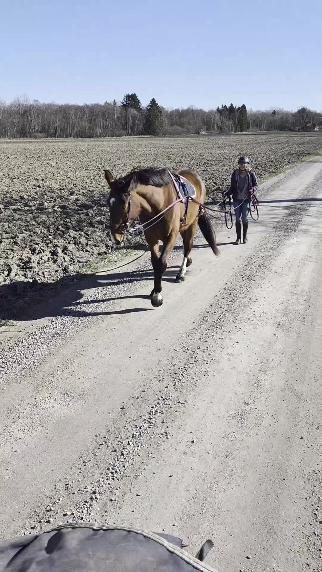 Hoppning hästar till salu: Otroligt trevlig lovande treåring - Video 1