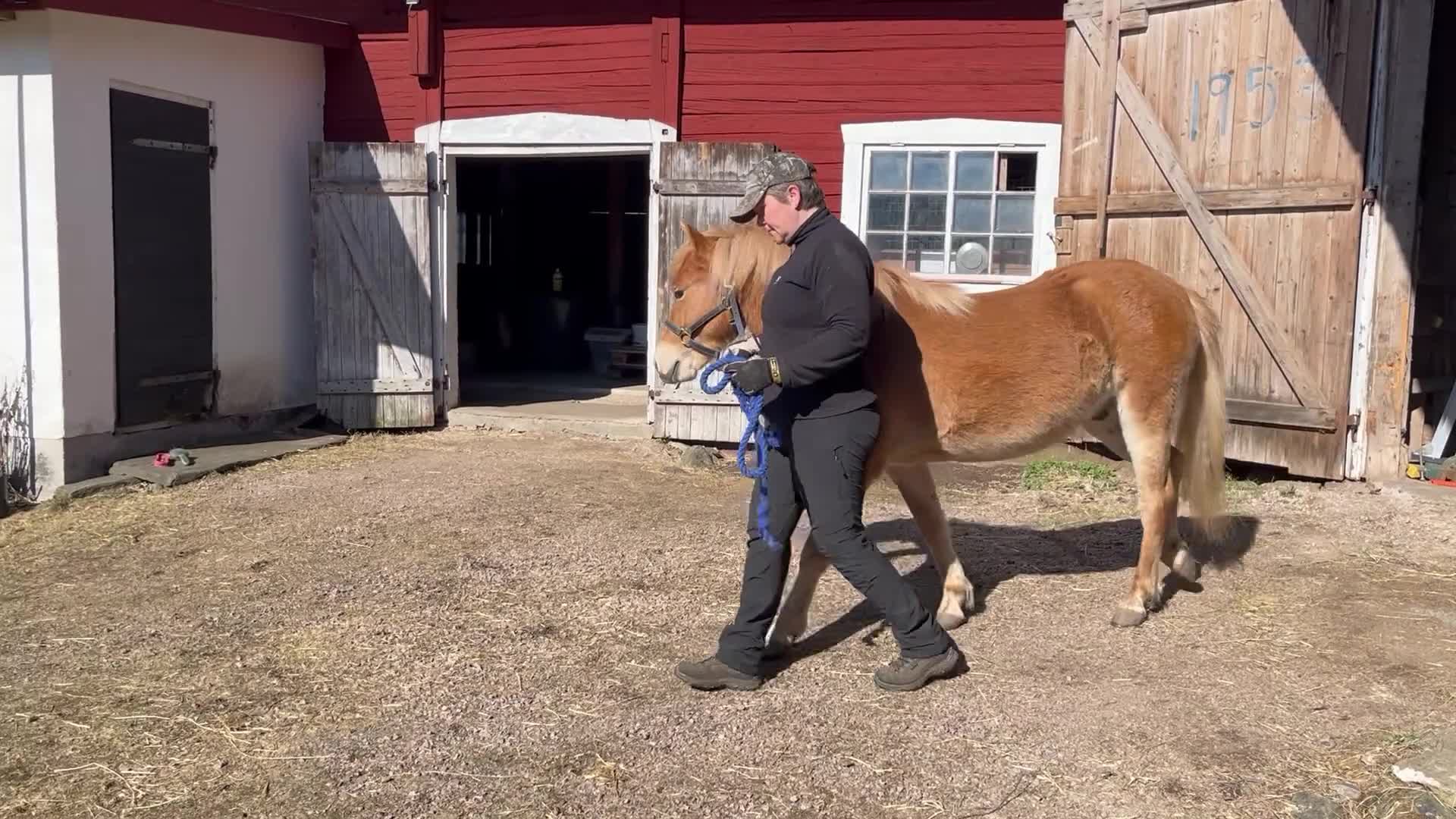 Allround hästar till salu: Charmig och trevlig ungponny - Video 2