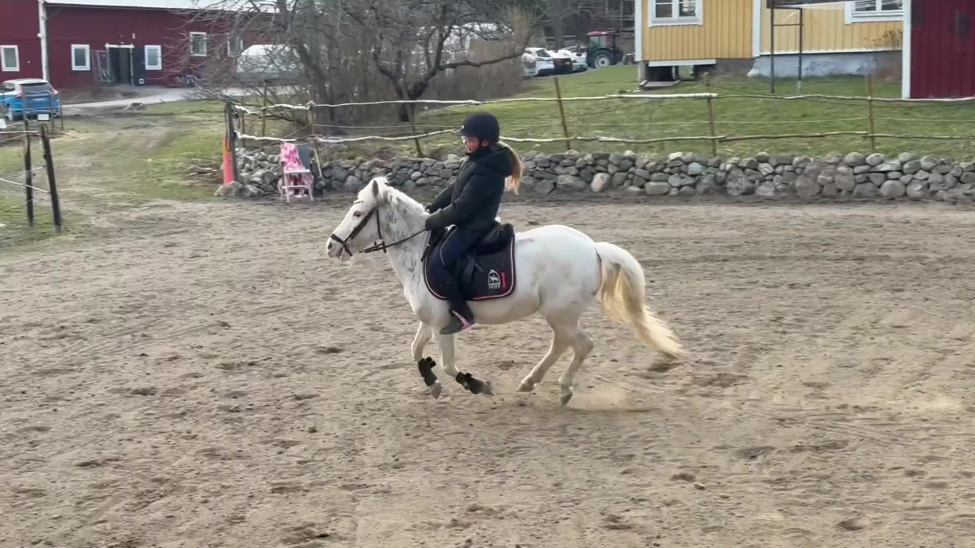 Körning hästar till salu: Inkörd allround ponny - Video 2