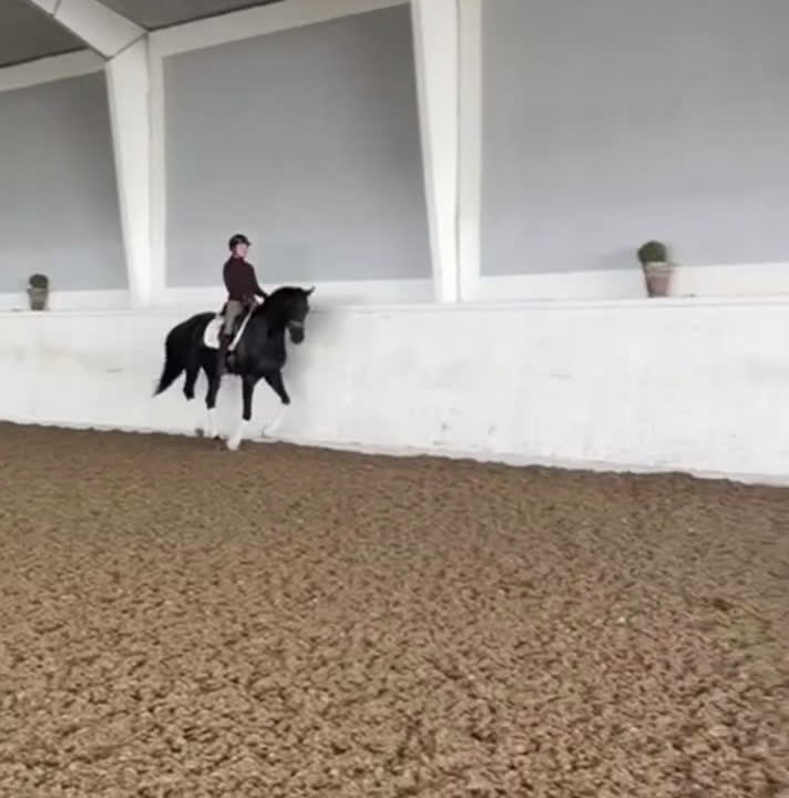 Dressyr hästar till salu: Vackert svart sto - Video 1