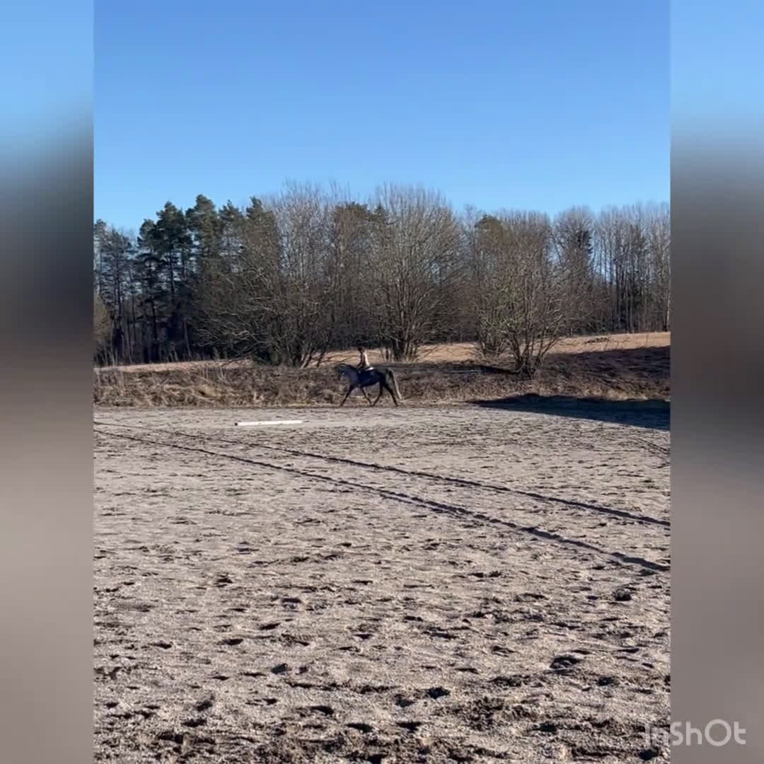 Allround hästar till salu: Trevligt Swb sto - Video 1