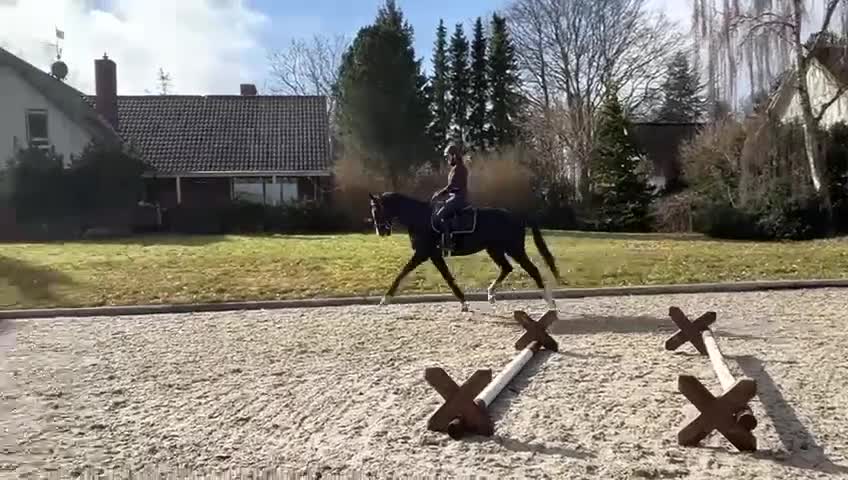 Dressyr hästar till salu: Dressyr KWPN-valack med kvalitet och potential i Hillerød - Video 2
