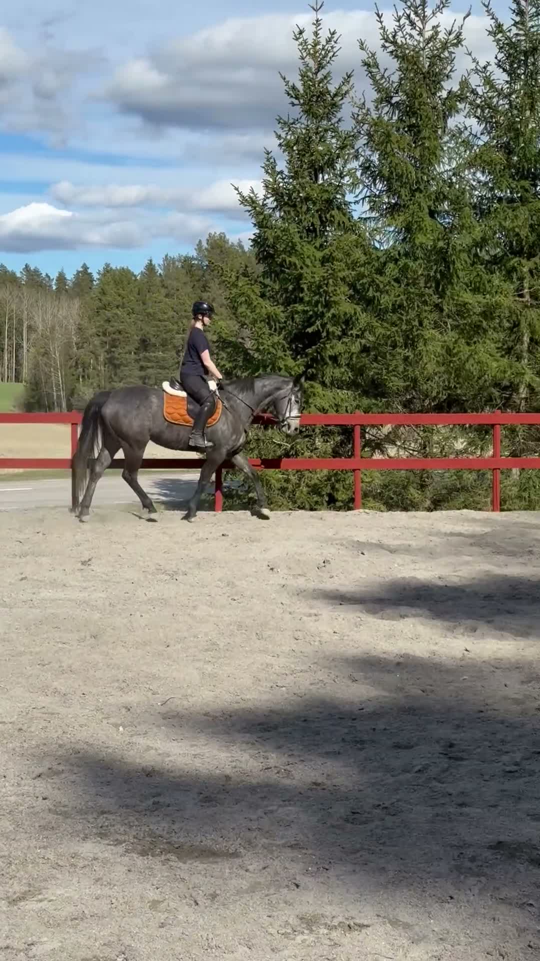 Allround hästar till salu: Underbart fullblodsto/ projekt - Video 3