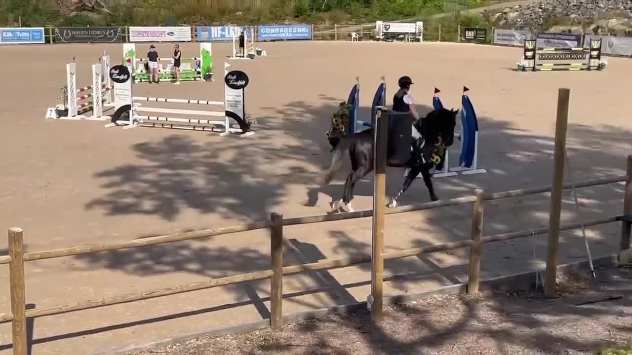 Hoppning hästar till salu: Snäll och talangfull 4-åring med stor kapacitet - Video 1