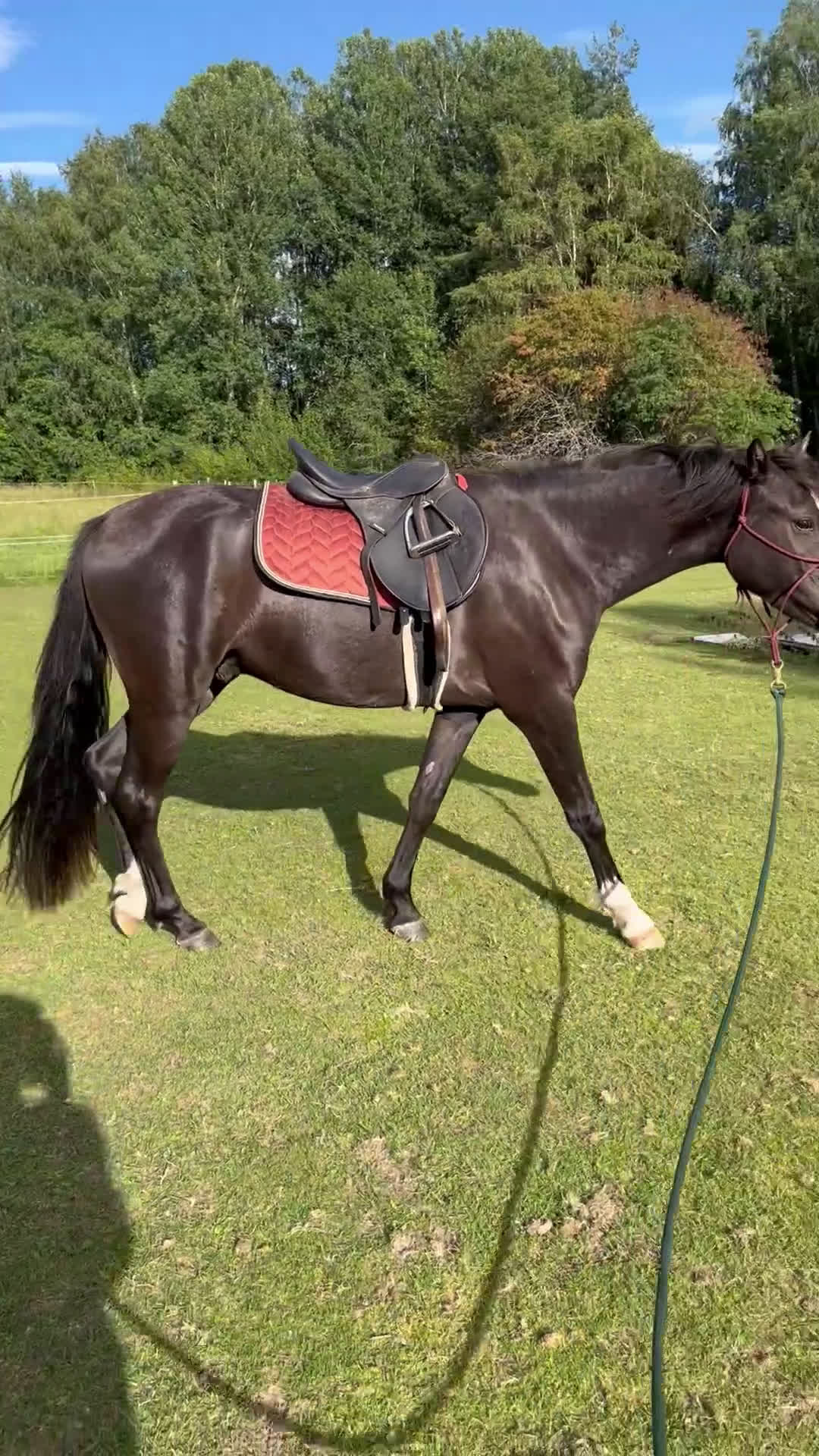 Allround hästar till salu: Blivande tävlingsponny eller lyxig hobbyhäst i Borlänge - Video 1