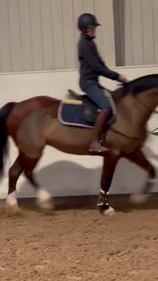 Allround hästar till salu:  Vacker allroundponny!  - Video 2