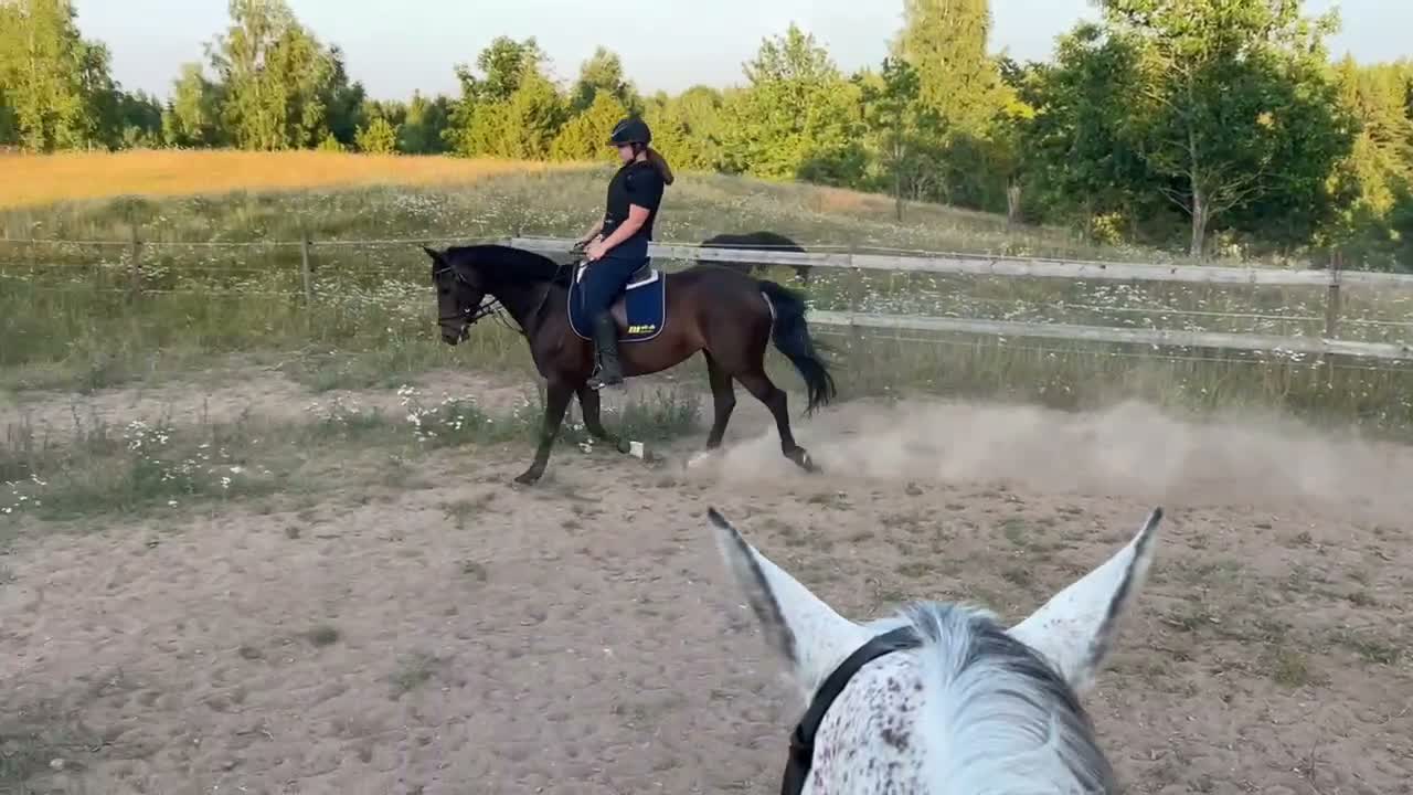 Allround hästar till salu: Flott SWB sto till salu! - Video 1