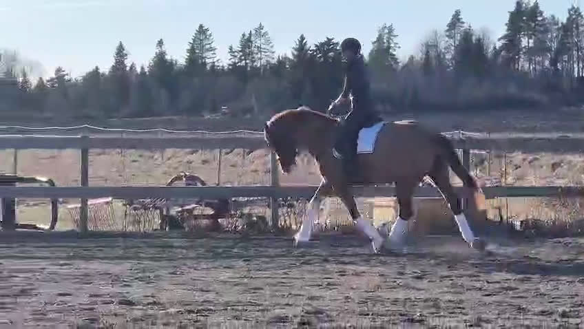 Dressyr hästar till salu: Diplomsto e. Suarez ue. Bernstein  - Video 2