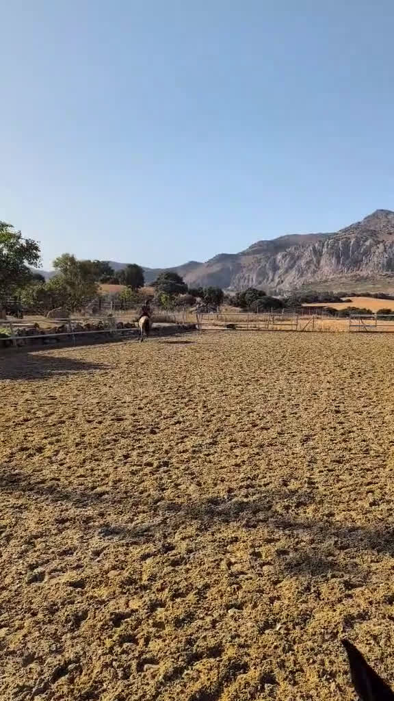 Akademiskt hästar till salu: Fin PRE hingst i Uppsala - Video 2