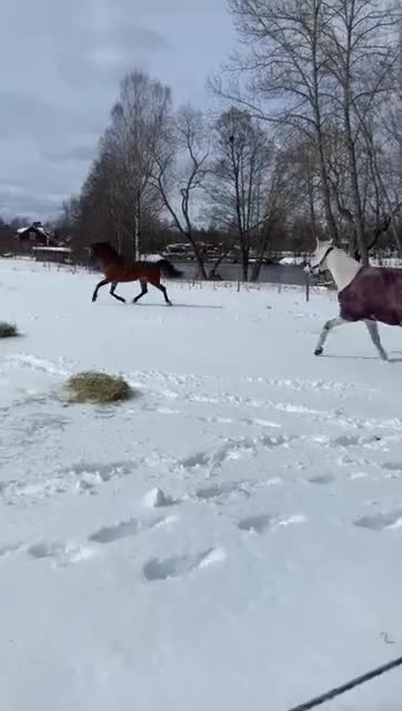 Avelshästar hästar till salu: Intressekoll avelssto E. Sir Oldenburg  - Video 1