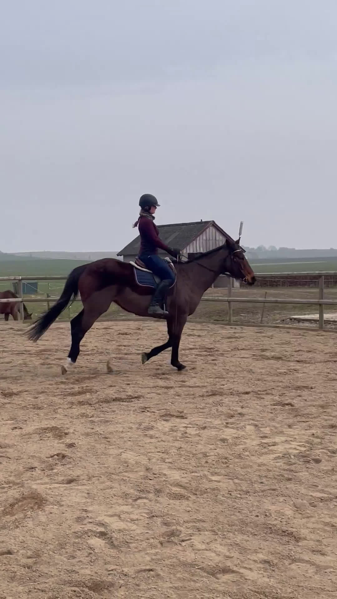 Allround hästar till salu: Trevligt fullblodssto - Video 2