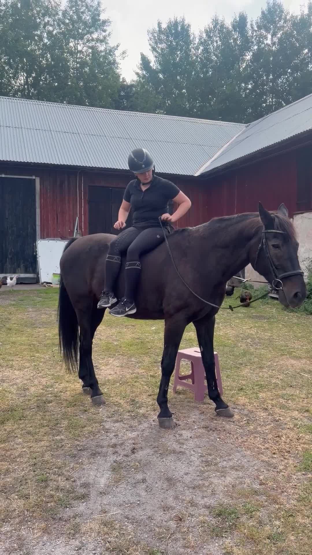 Allround hästar till salu: Härlig valack söker kärleksfullt föralltidhem - Video 3