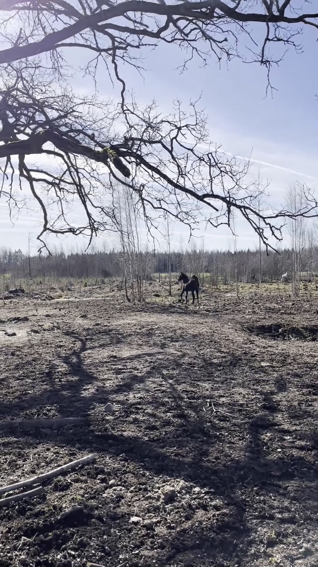 Hoppning hästar till salu: Skimmelsto med prestationsstam - Video 2