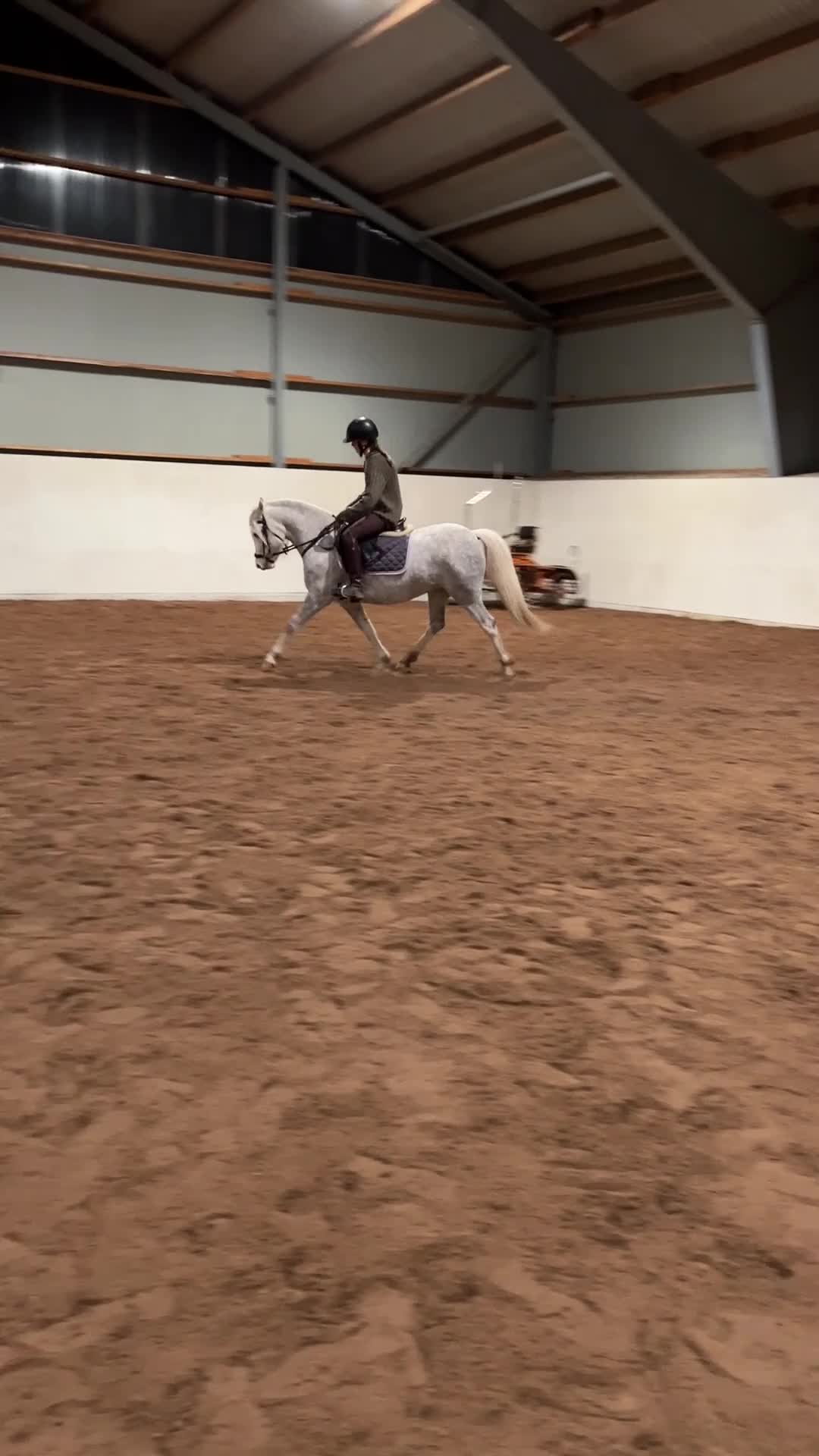 Allround hästar till salu: Fint Welshsto med utstrålning - Video 1