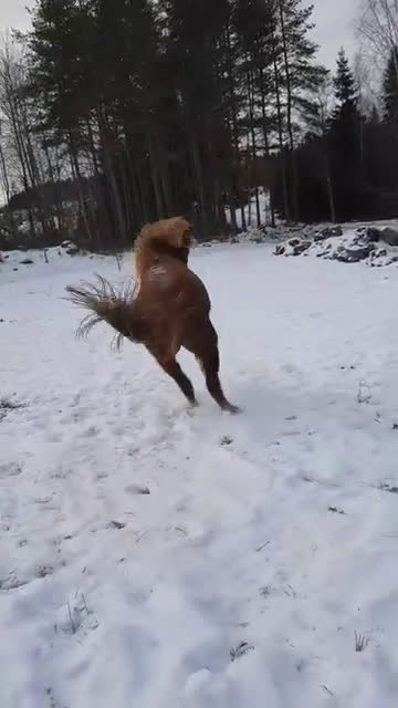 Allround hästar till salu: Fantastisk IslandsXquarter sto med sportpotential - Video 3