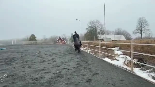 Allround hästar till salu: Fantastisk frieservalack i Nässjö - Video 2