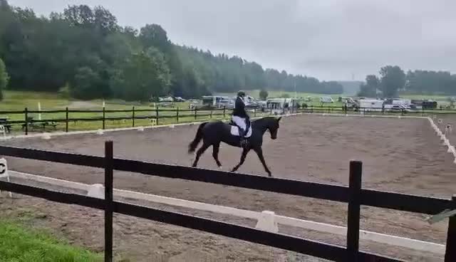 Allround hästar till salu: Häftigt Sto - Video 1