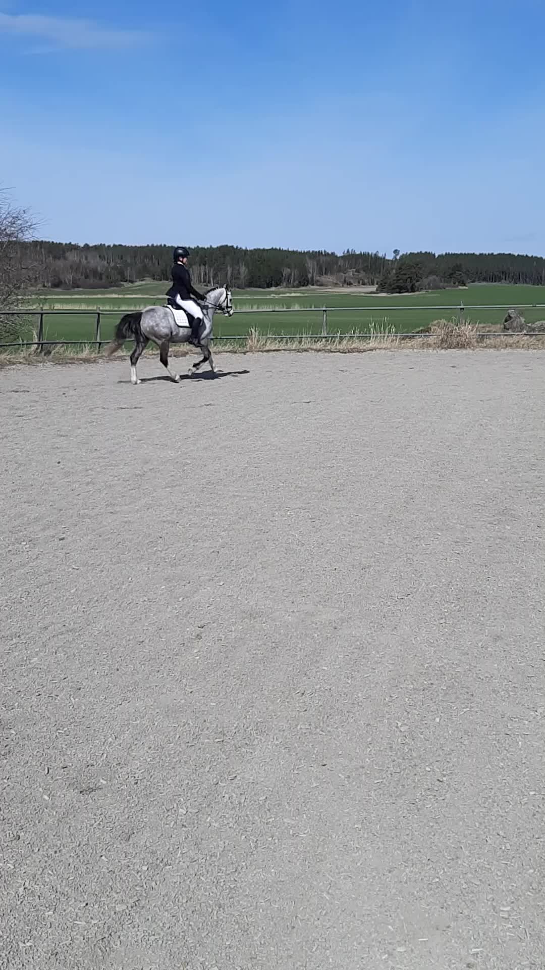 Allround hästar till salu: Welshponny kat B - Video 1