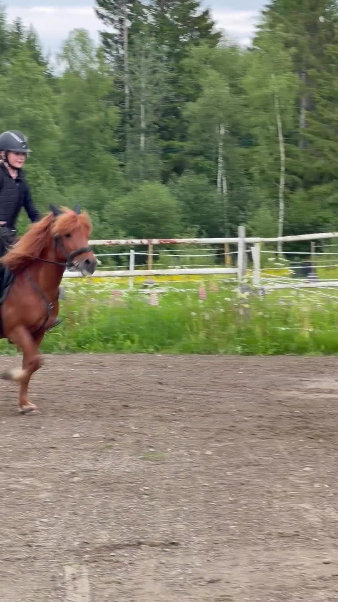 Allround hästar till salu: Läromästare söker ny ryttare/ kusk - Video 3