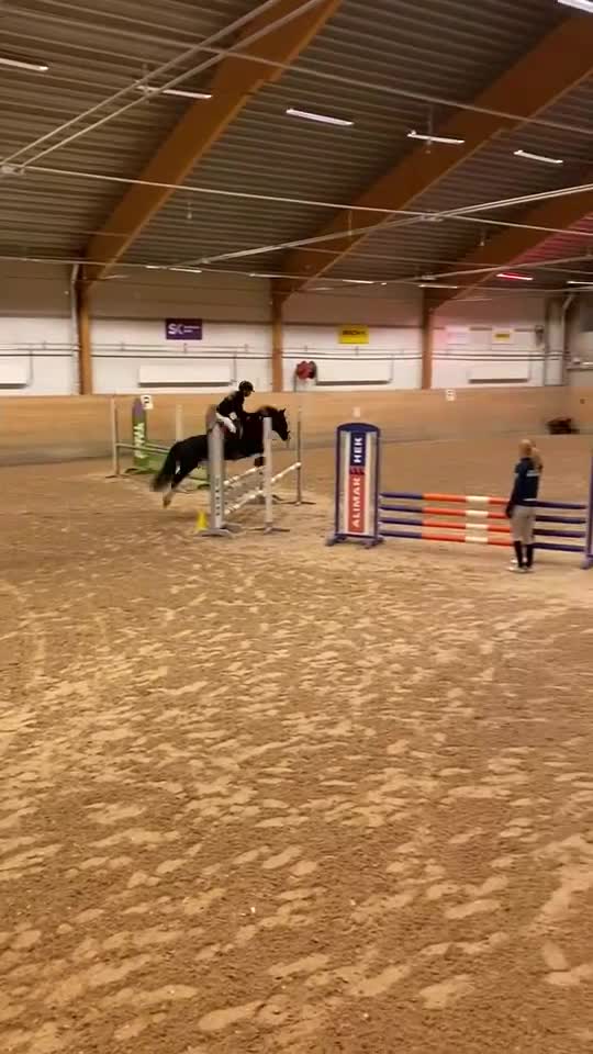 Hoppning hästar till salu: Eclipse Molly  - Video 1