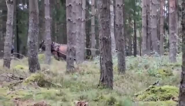 Allround hästar till salu: Sto 2år - Video 1