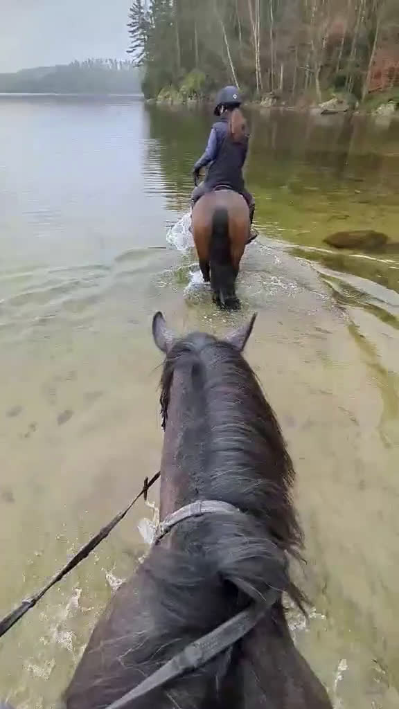 Hoppning hästar till salu: Framtidslöfte - Video 3